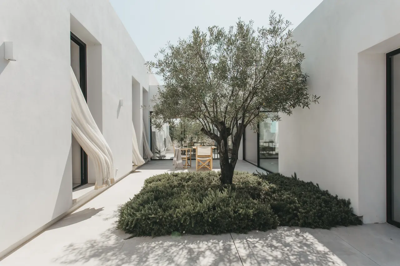 Patio interior con olivo en una vivienda de Sant Lluís, Menorca